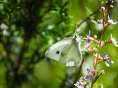 Pieris rapae rapae
