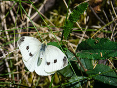 Pieris rapae rapae