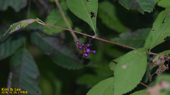 Callicarpa dichotoma