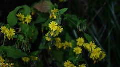 Crepidiastrum denticulatum