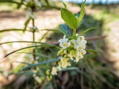 Pimelea axiflora