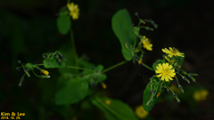 Crepidiastrum denticulatum
