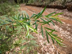 Pimelea axiflora