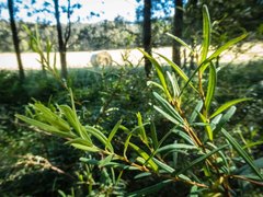 Pimelea axiflora