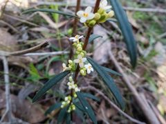 Pimelea axiflora