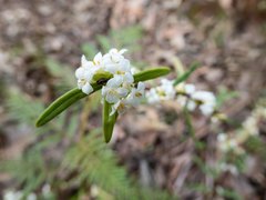 Pimelea axiflora