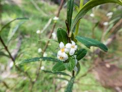 Pimelea axiflora