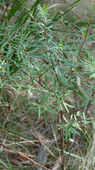 Pimelea axiflora
