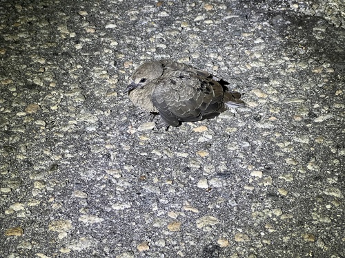 iNaturalist observation photo of Mourning Dove
