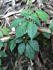 Tetrastigma obtectum glabrum