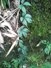 Tetrastigma obtectum glabrum