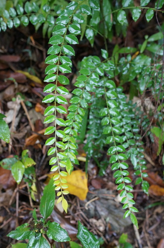 Zanthoxylum scandens Blume
