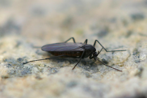 Podonominae