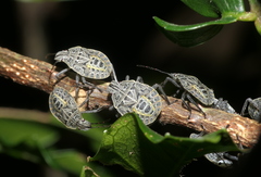 Cappaea taprobanensis