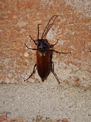Cebrio brevicornis