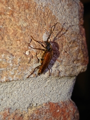 Cebrio brevicornis