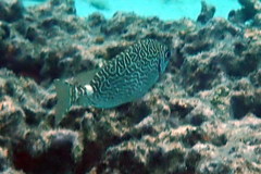 Siganus spinus