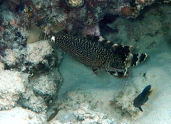 Siganus spinus
