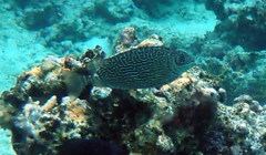Siganus spinus