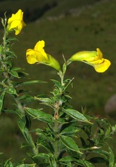 Pearsonia aristata