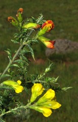 Pearsonia aristata