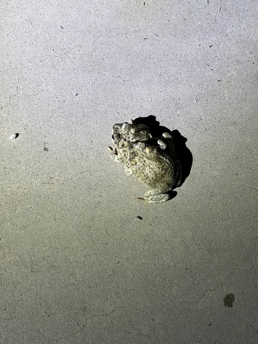iNaturalist observation photo of Red-spotted Toad