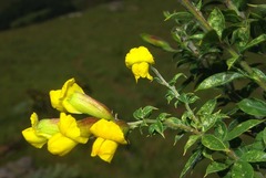 Pearsonia aristata