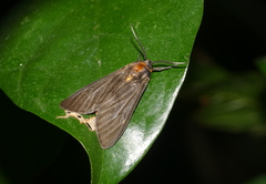 Amsactoides guangxica