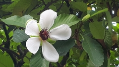 Dillenia philippinensis