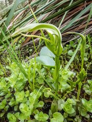 Pterostylis falcata