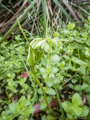 Pterostylis falcata