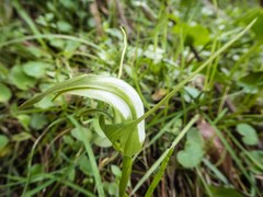 Pterostylis falcata