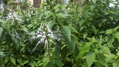 Orthosiphon aristatus