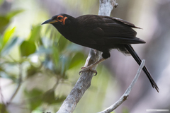 Gymnomyza aubryana