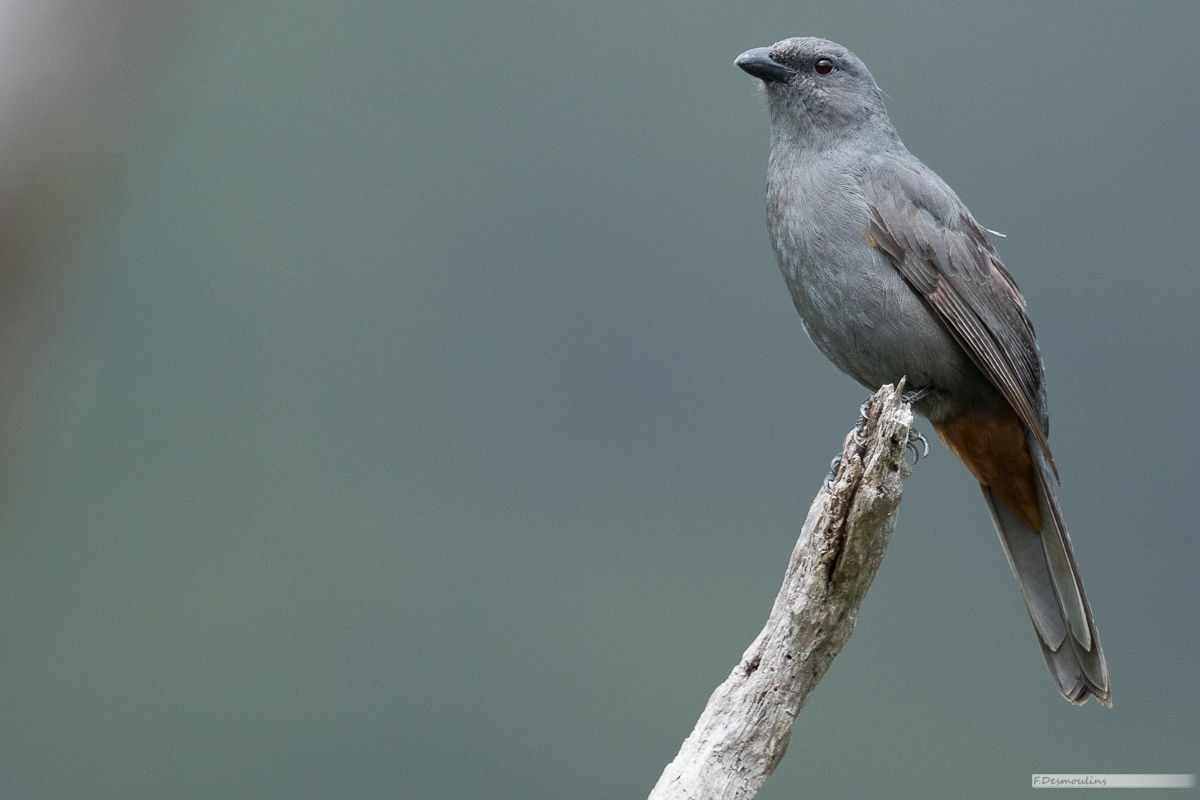 New Caledonian Cuckooshrike illustration