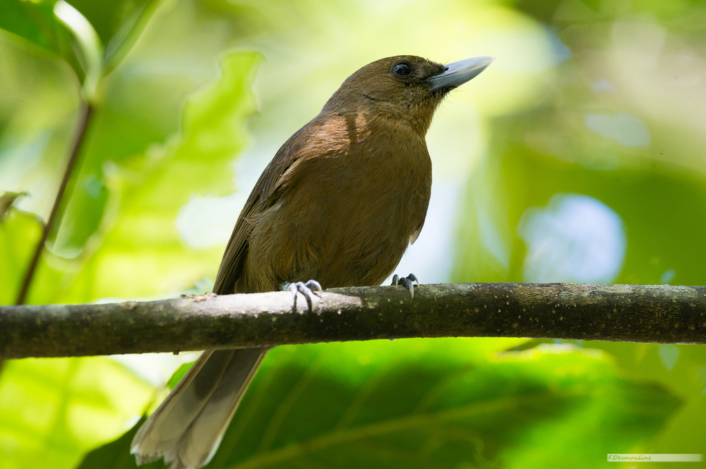 Southern Shrikebill photo