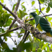 Cloven-feathered Dove - Photo (c) Frédéric Desmoulins, some rights reserved (CC BY-NC), uploaded by Frédéric Desmoulins