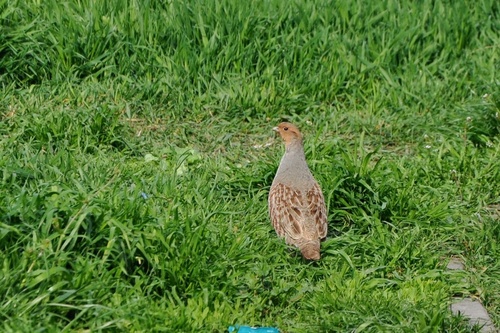 Perdiz pardilla (Perdix perdix)