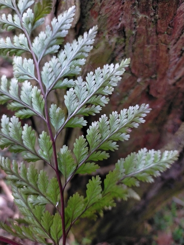Image of Davallia trichomanoides by (c) Yu-Chang Chen, some rights reserved (CC BY)