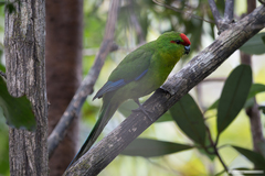 New Caledonian Parakeet photo 4