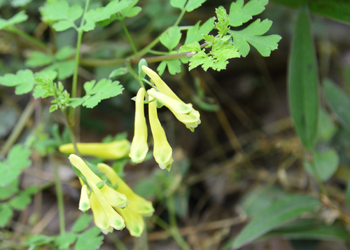 Corydalis pallida iNat (2)