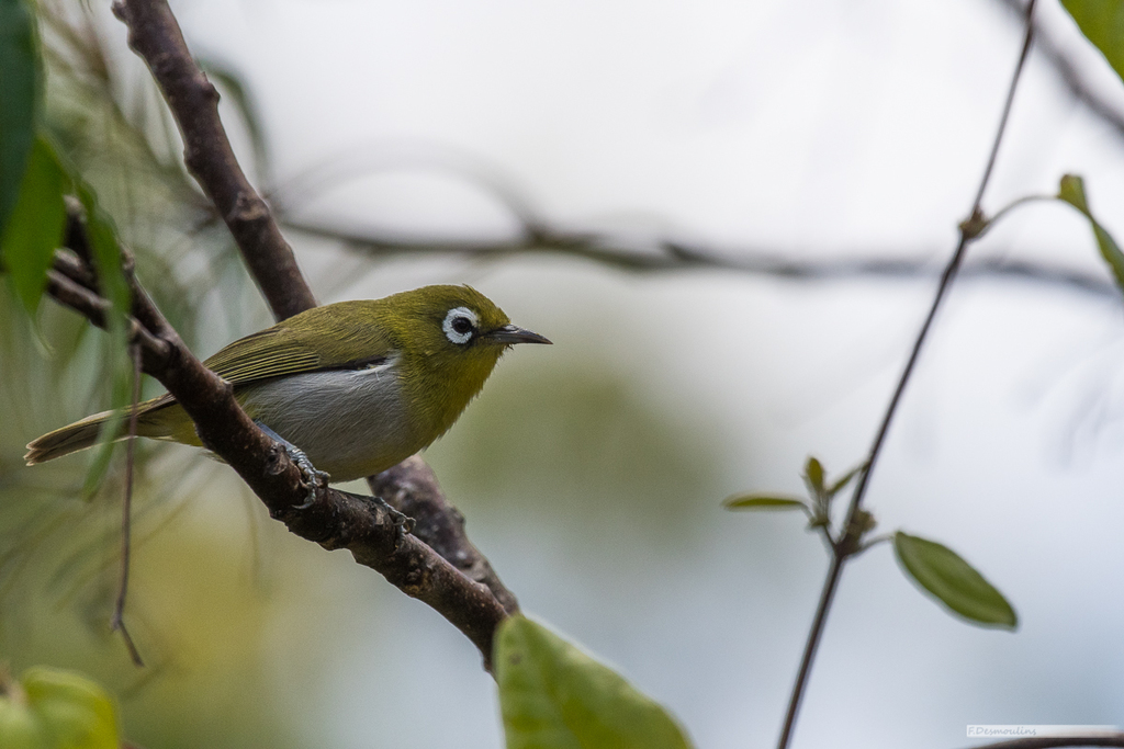 Green-Backed White-Eye