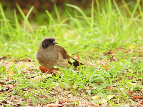 Masked Laughingthrush (Pterorhinus perspicillatus), photo 7