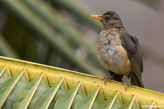 Turdus pelios