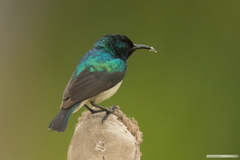Cinnyris venustus