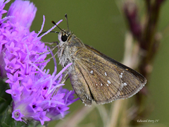 Hesperia attalus slossonae