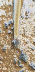 Hebius vibakari