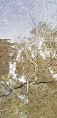 Hebius vibakari