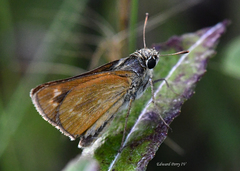 Hesperia meskei straton