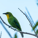 Yellow-throated Leafbird - Photo (c) Frédéric Desmoulins, some rights reserved (CC BY-NC), uploaded by Frédéric Desmoulins